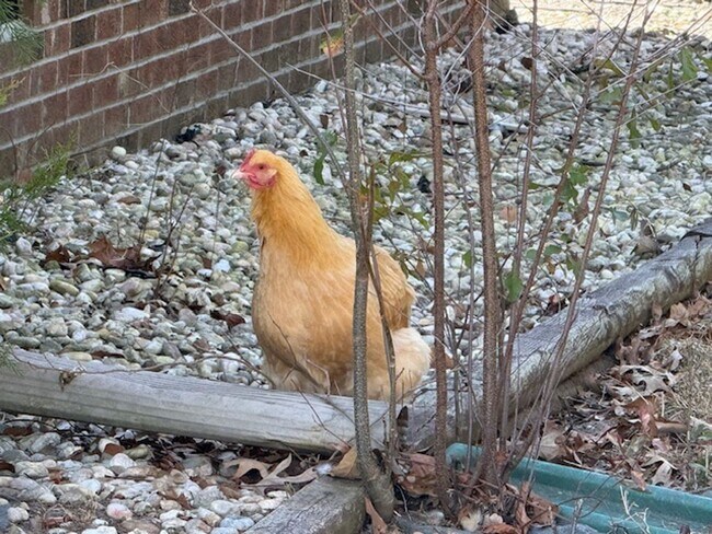 Building Photo - Room to Roam