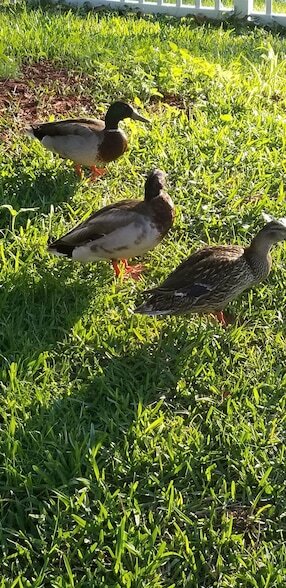 Building Photo - 237 N Hidden Tree Dr