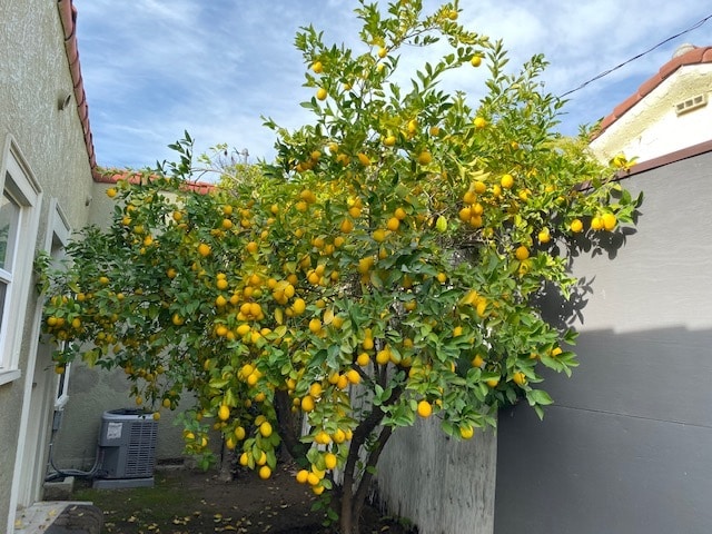 Meyer lemon tree on side yard of house - 1968 El Molino Ave