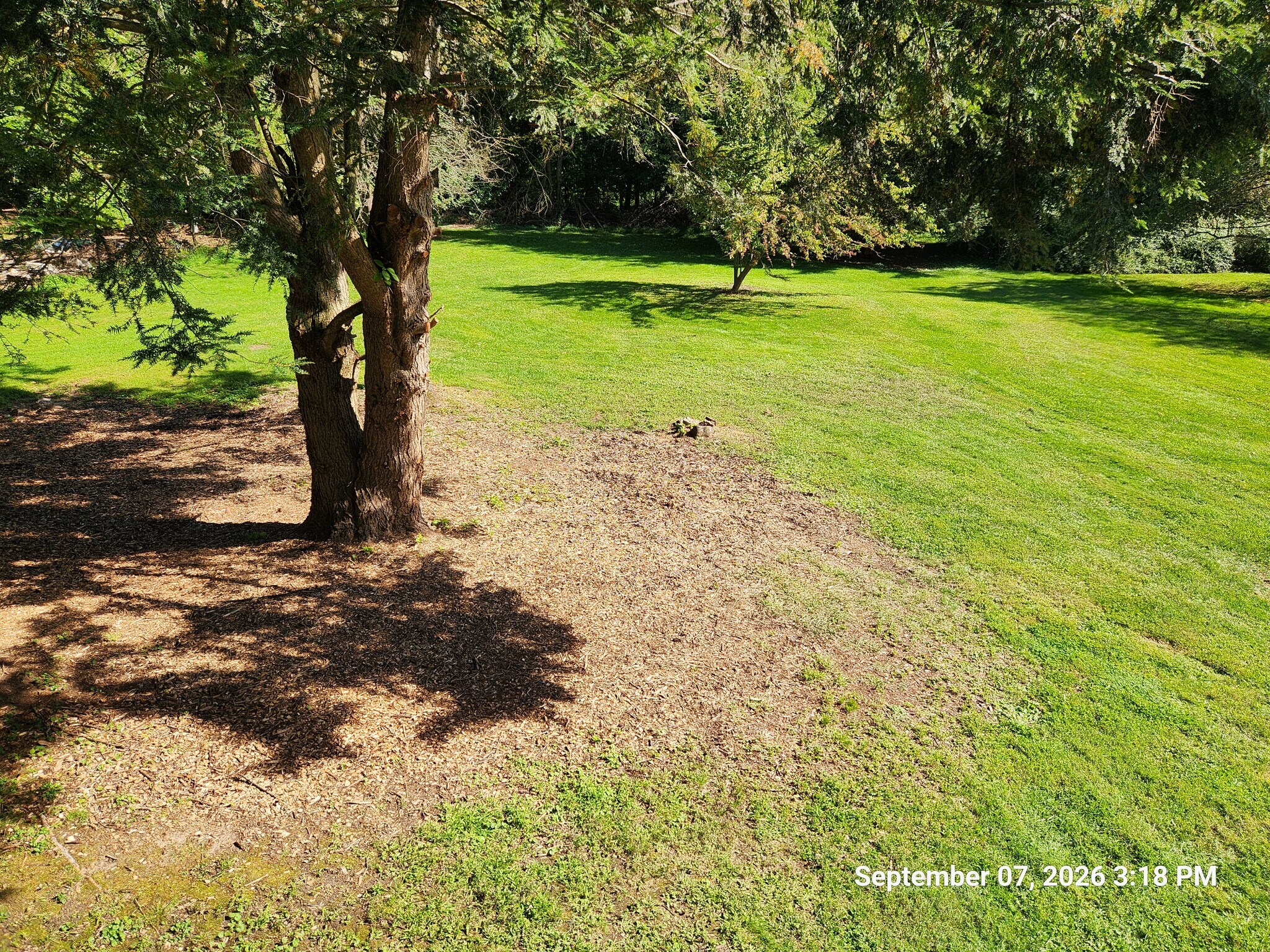 Back yard - 218 1/2 Wyalusing St