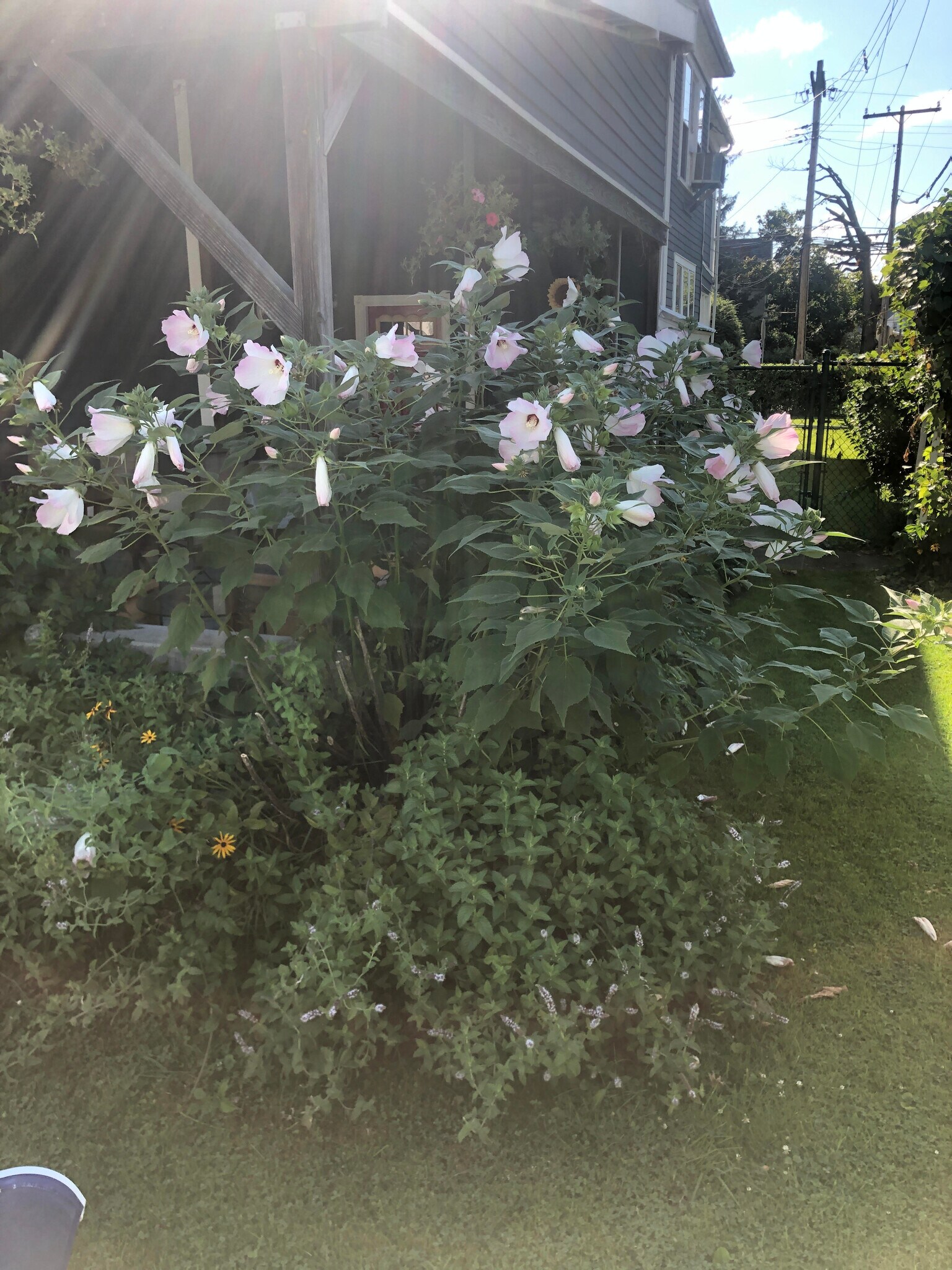 Seasonal flowers in bloom - 36 Harris Ave