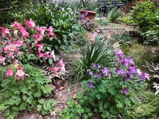 Flowers inthe backyard garden! - 314 Alexander Ave
