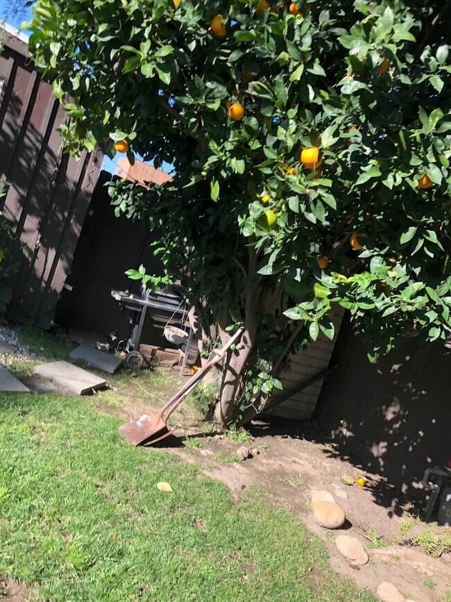 Mature Orange Tree (sideways) - 2818 S Barrington Ave
