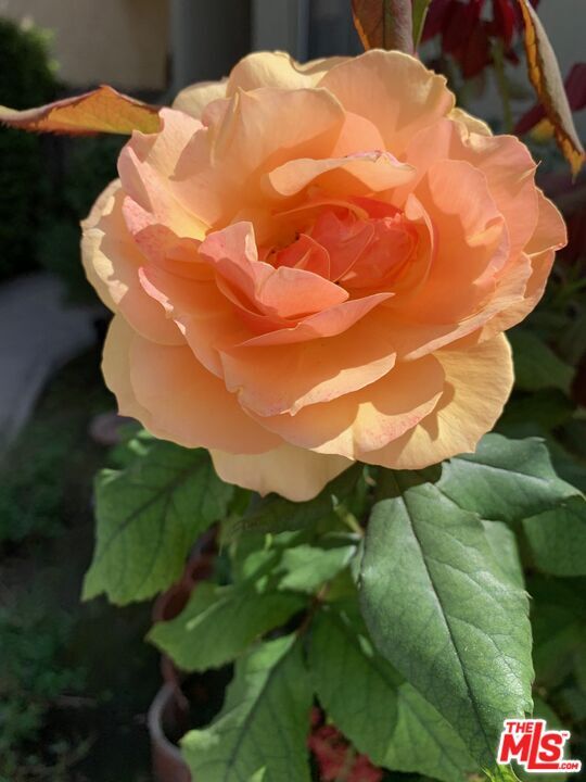 Building Photo - 8673 W Olympic Blvd