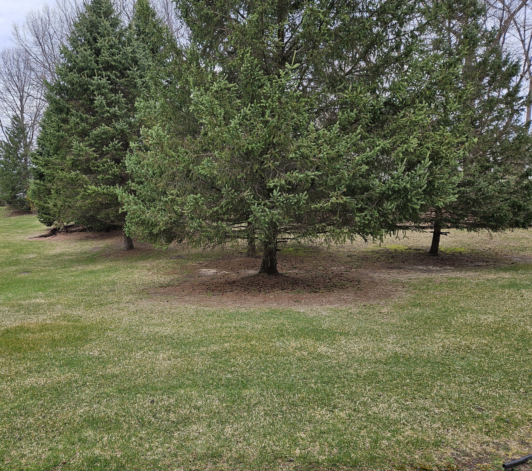 Backyard view - 1608 Mallard Pond Dr