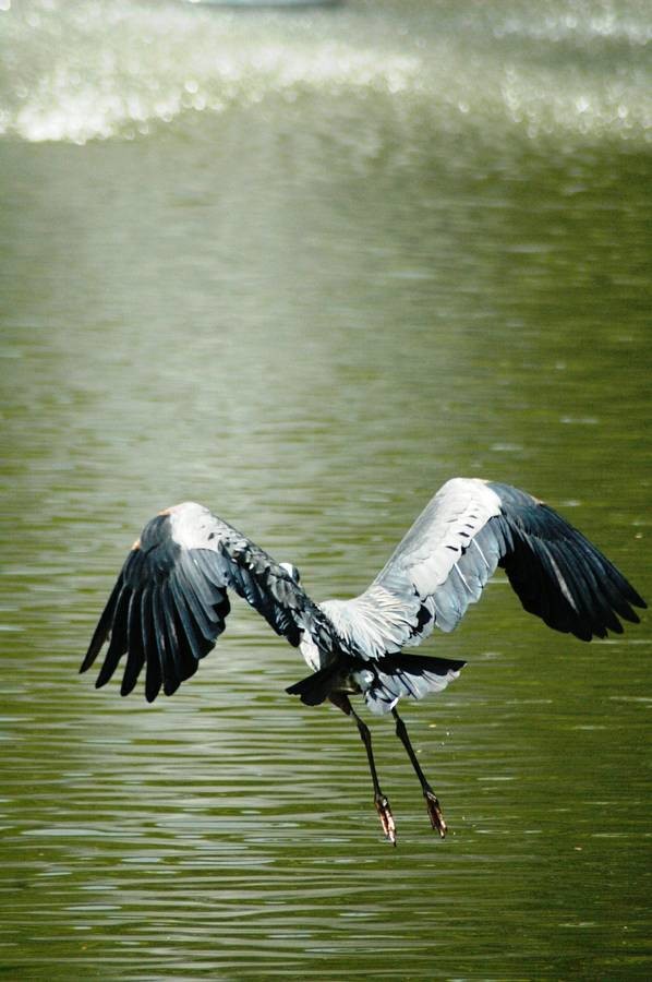 Stunning Wildlife - Crystal Lake