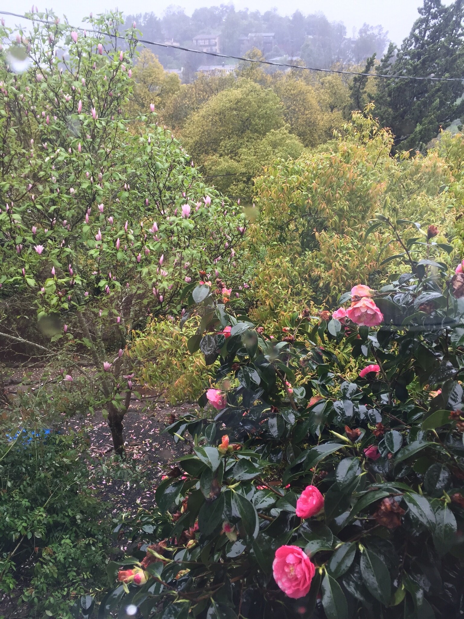 Garden - 14 Sentinel Ct