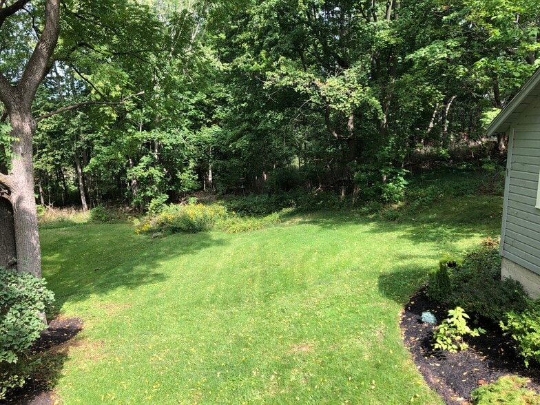 Private yard with majestic Black Walnut tree and wooded area. - 11 Kellogg St