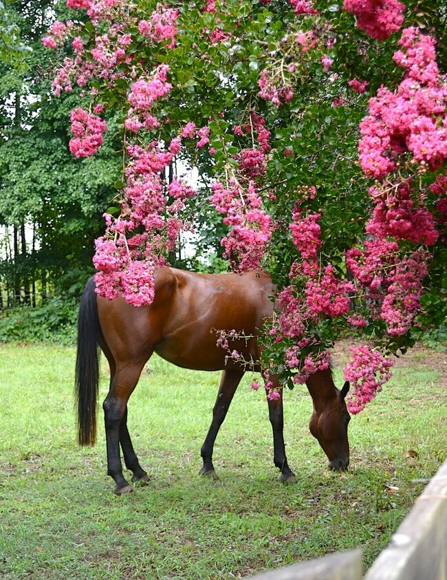 Bring your horse - 932 Solen Williams Rd