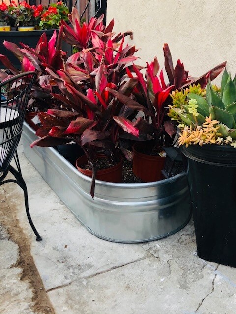 Front Foliage - 2 - 1746 W 71st St