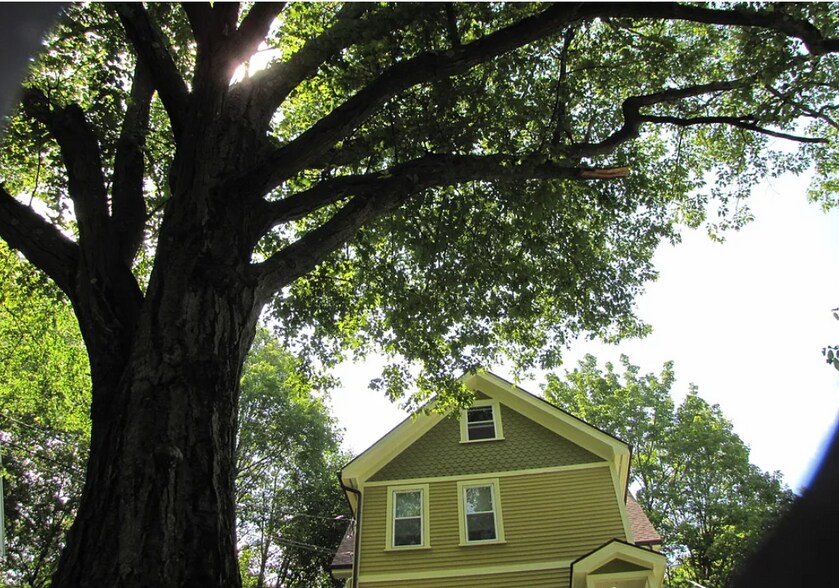 Exterior-2nd oldest Black Oak in Boston! - 23 Rowe St