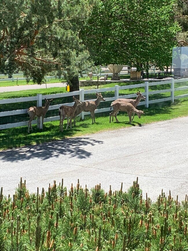 228 Beverly Way 228 Beverly Way Gardnerville NV 89460 Apartment Finder