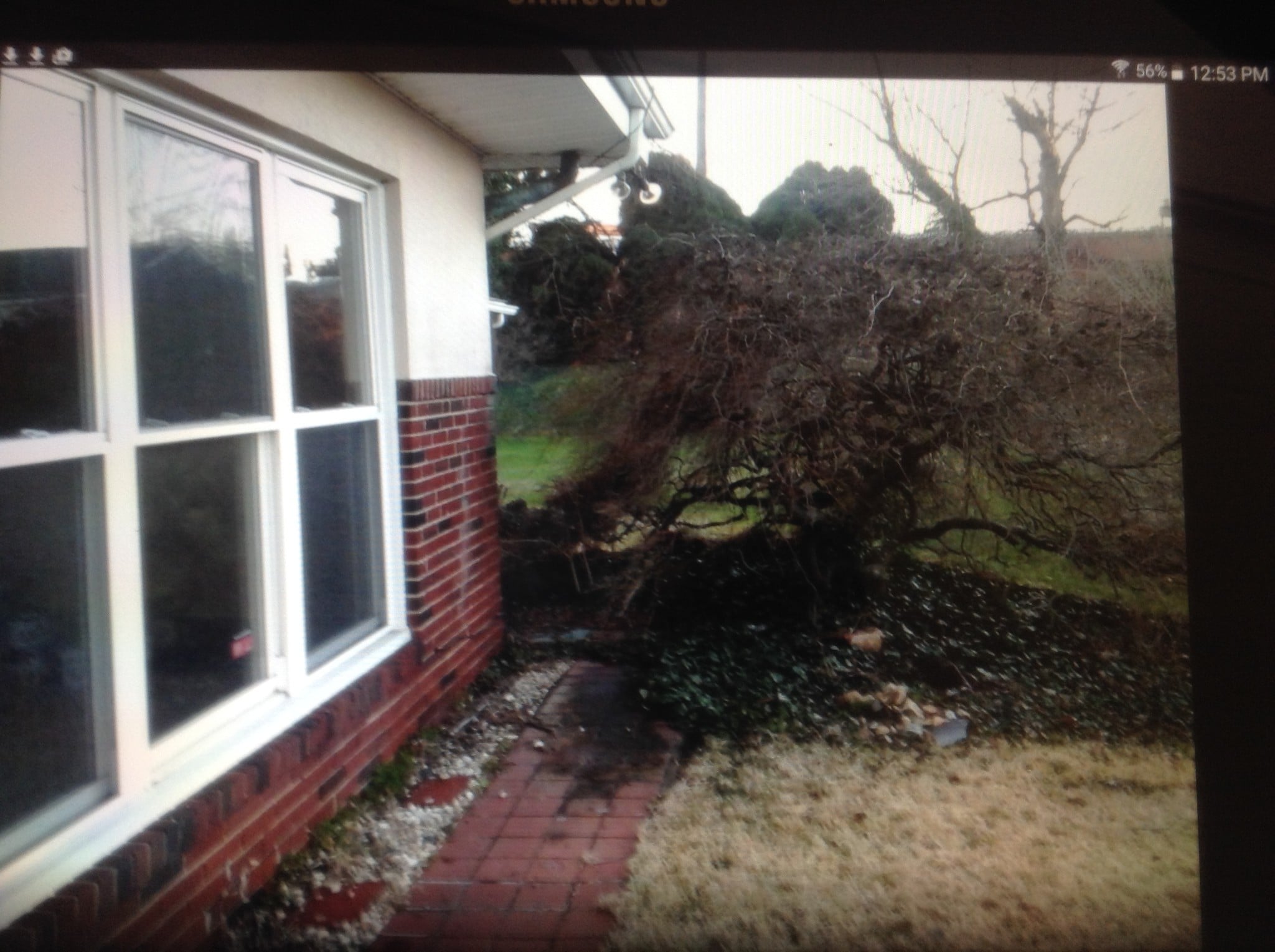 Japanese maple tree - 5645 Calyn Rd