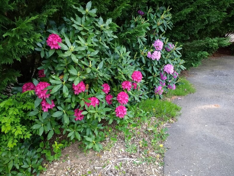 Rhododendrons - 22 Independence Blvd