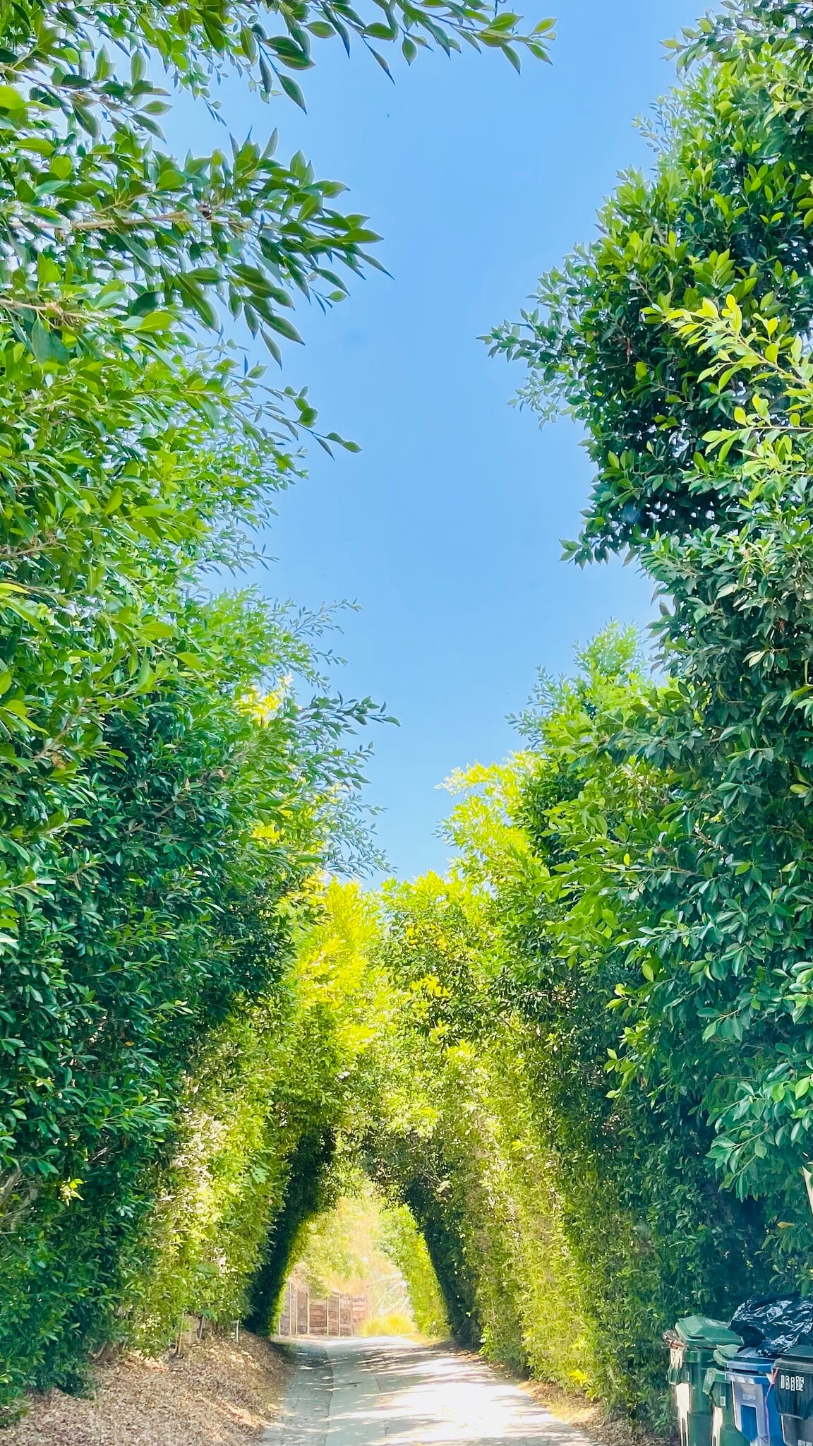 Driveway - 15635 Vandorf Pl