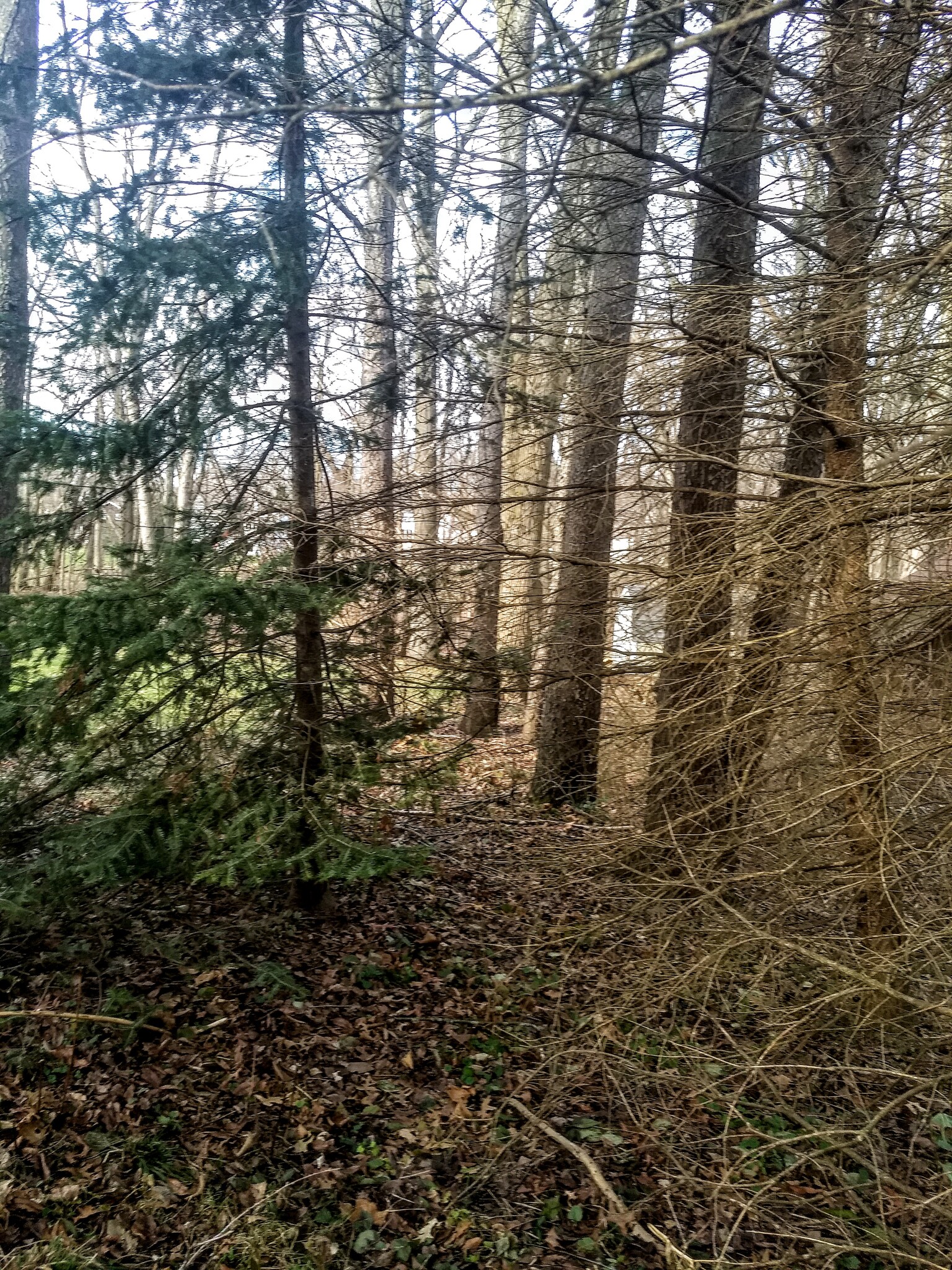 Backyard - 16351 Petro Dr