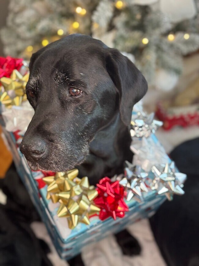 Building Photo - Time to unwrap your holiday gift from us! Apply before Friday and we will waive your application ...