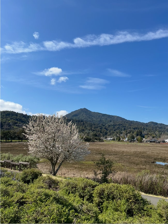 Building Photo - Newly Renovated 2x1 behind Bon Air!