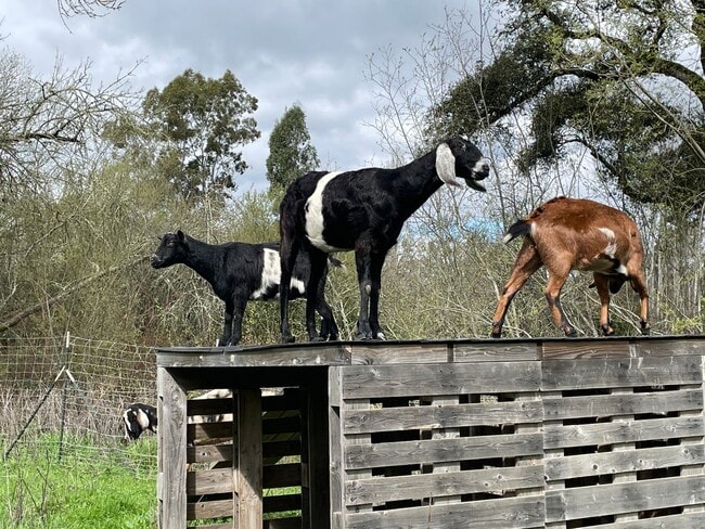 Building Photo - 1138 square feet Private Two bedroom, two bath upgraded home on 4 acres, 1 car garage, chicken co...