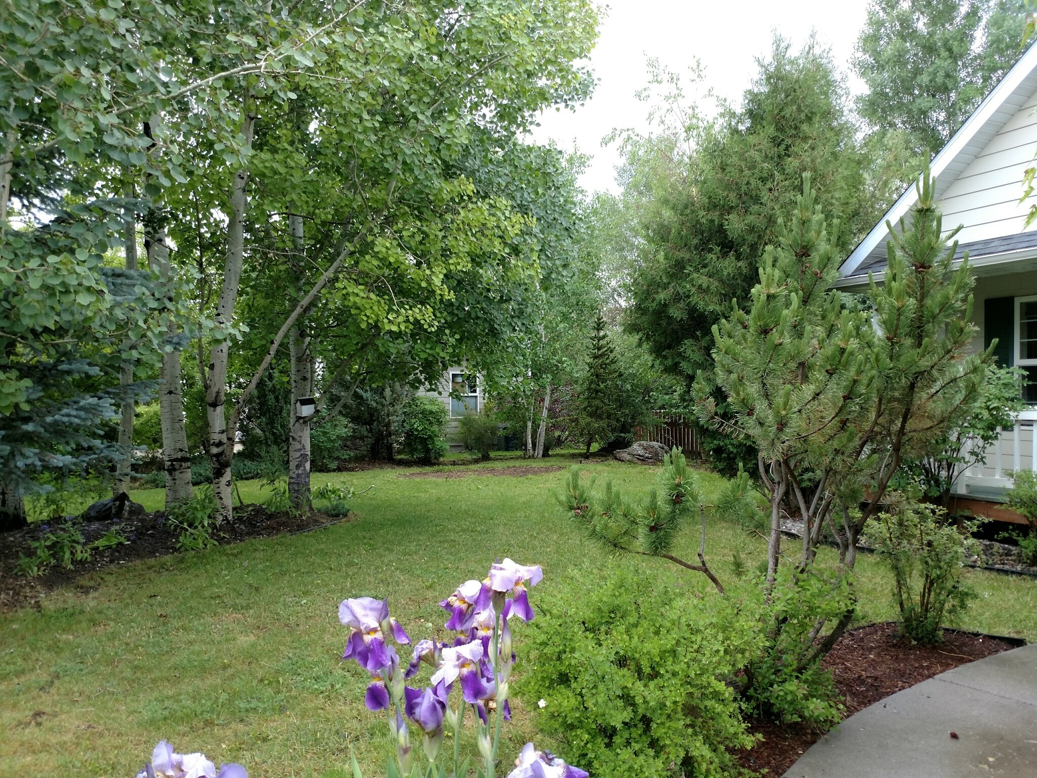Front yard. - 310 N Sweetgrass Ave