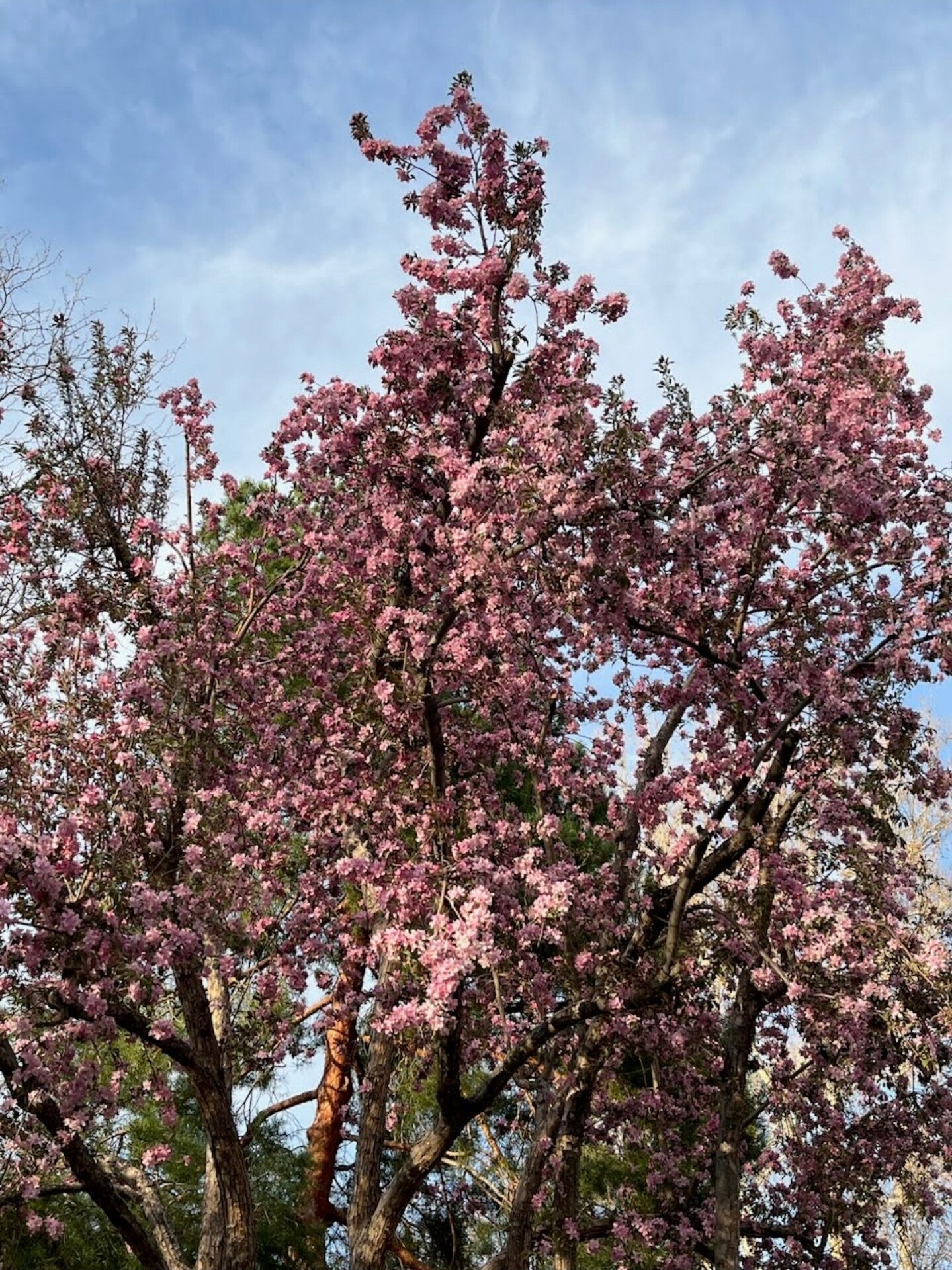 Building Photo - 2934 S Zurich Ct