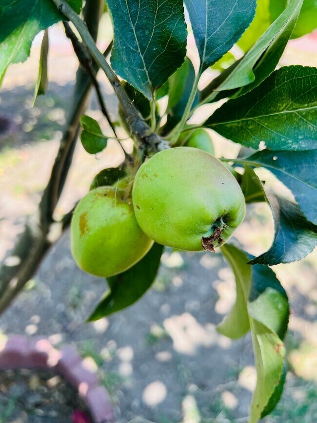 Building Photo - 4 BED HOUSE with Garage, Yard, Pets Consid...