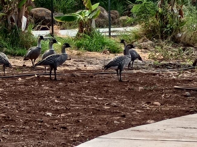 Building Photo - 257 Hokiokio Pl