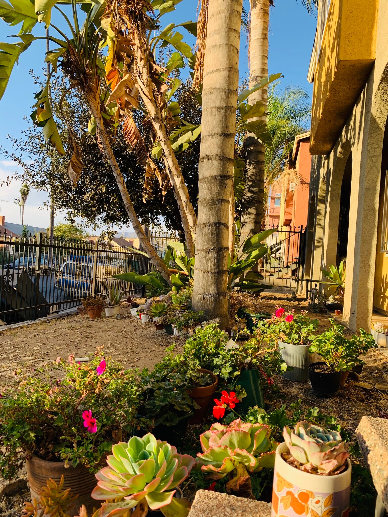 Succulent Garden - 136 N Mariposa Ave