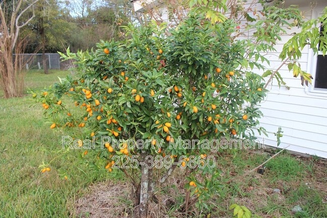 Building Photo - 2156 Seracedar St