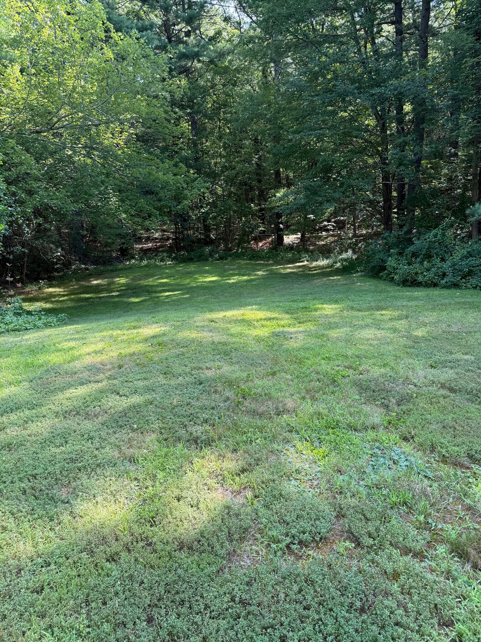 Backyard - 843 Boston Rd