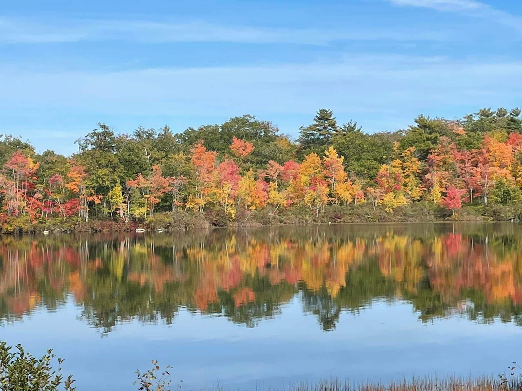 View in fall - 1157 S Belfast Ave