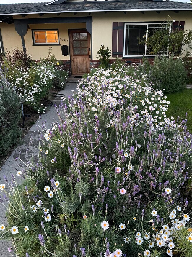 Lavender and Daisies always a Pick - 23437 Vanowen St