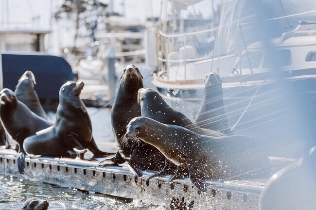 Sea lions can be heard frolicking - 121 Hollywood Ave