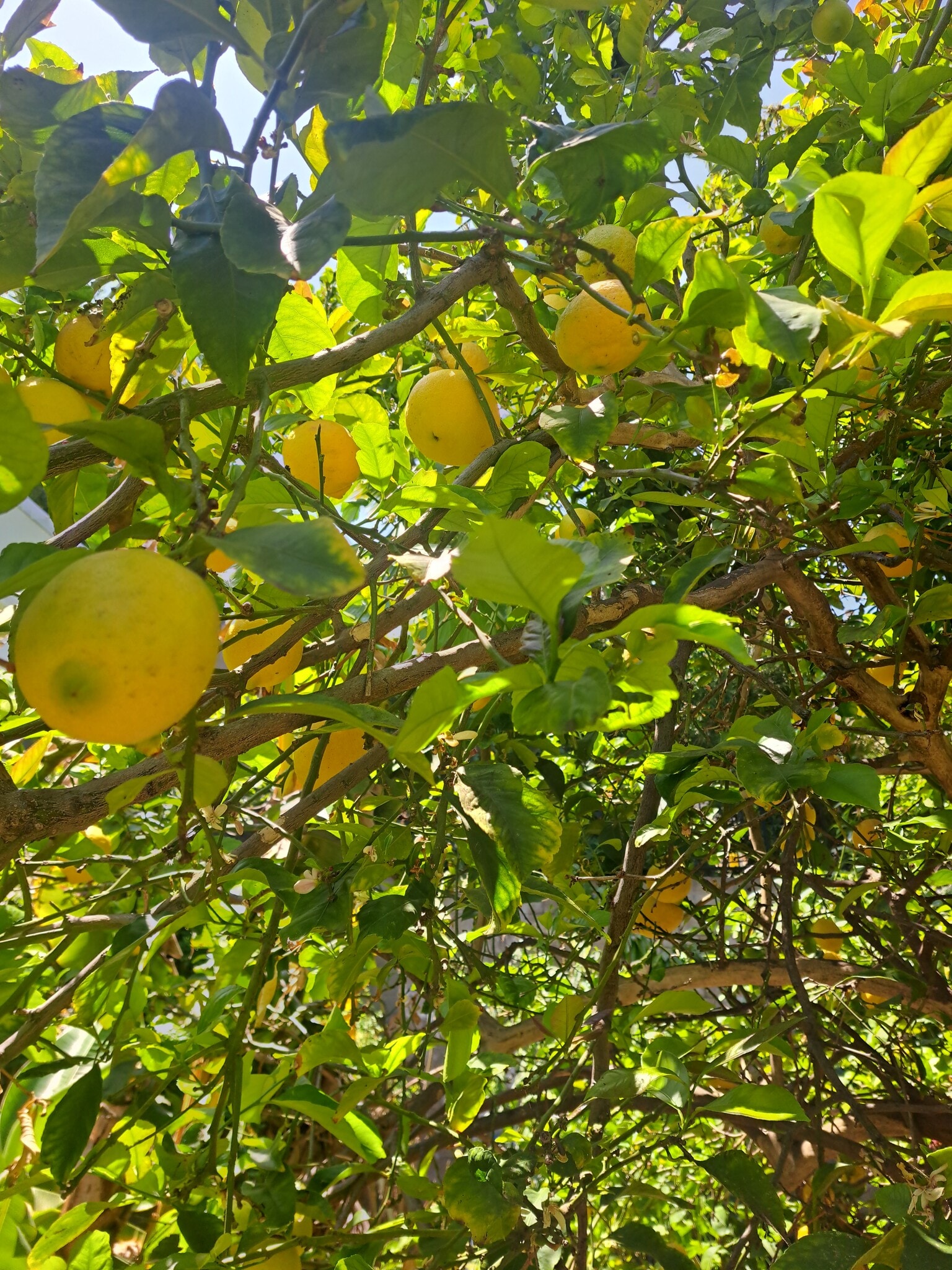 back yard orange tree - 1972 Avalon St