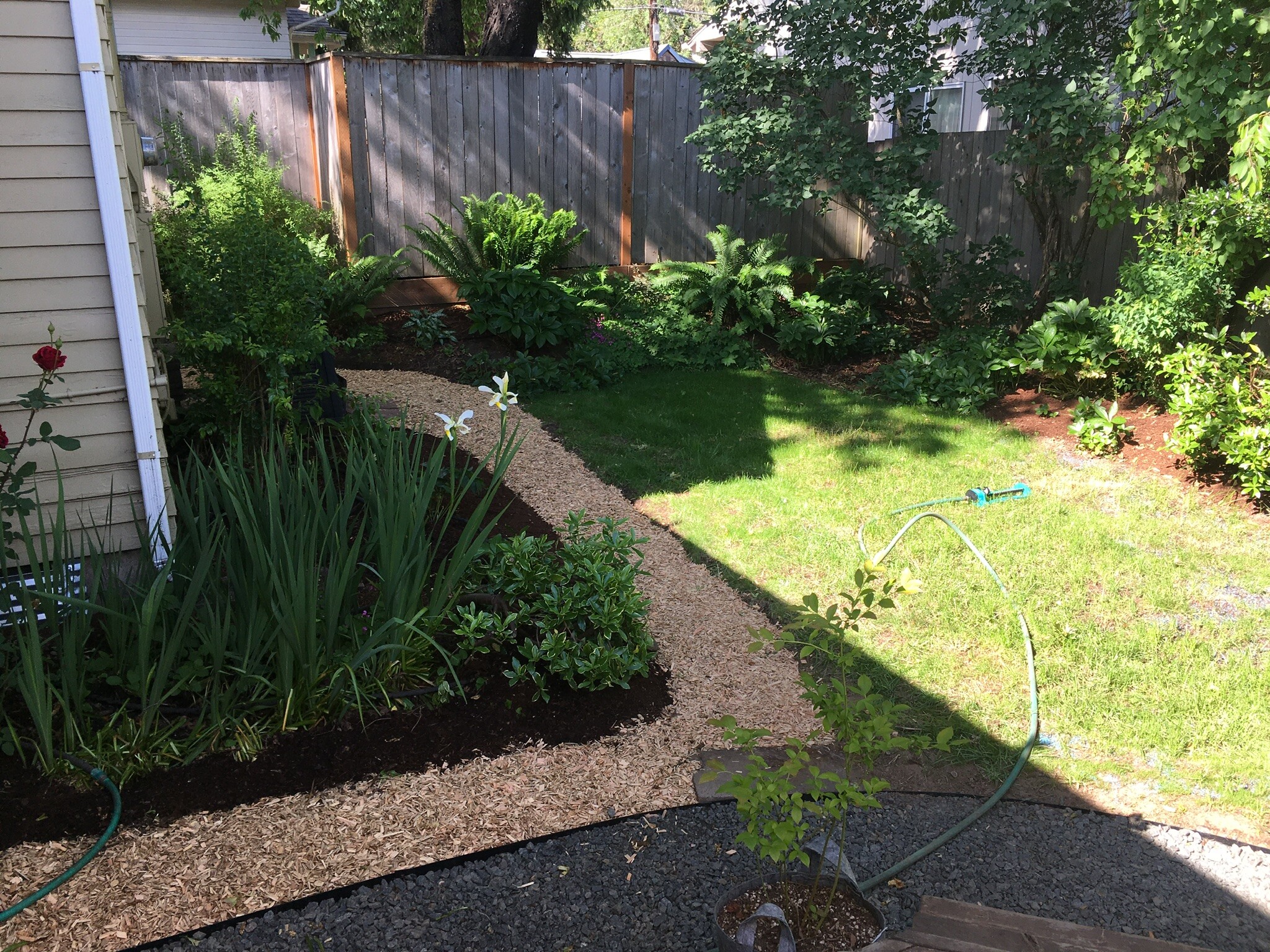 Back yard - 1275 Jackson St