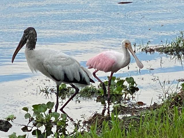 Building Photo - 3360 Lake Osborne Dr