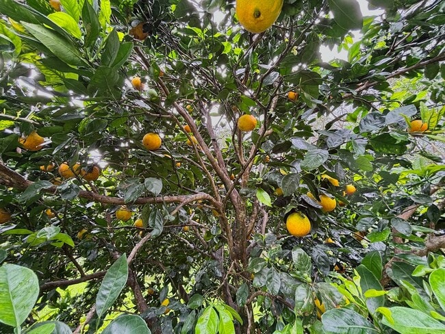 Building Photo - Peaceful 2.5-Acre Retreat | Furnished Mid-Term Rental