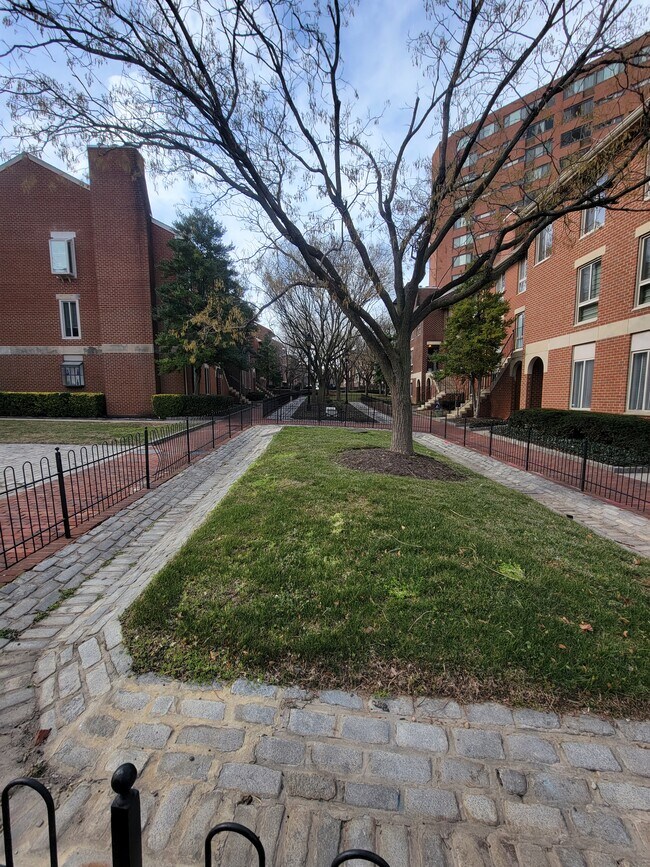 Courtyard - 23 Andrew Pl