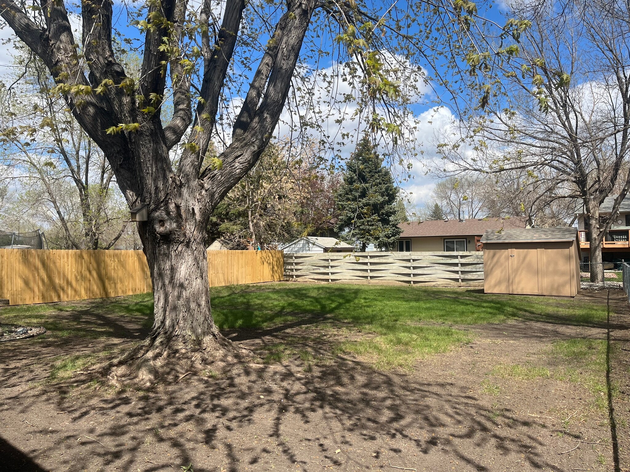 Back yard - 1804 S Cambridge Ave