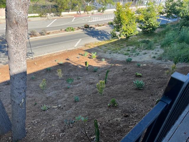 Water-friendly, native flora in back yard - 2812 Anchor Ave