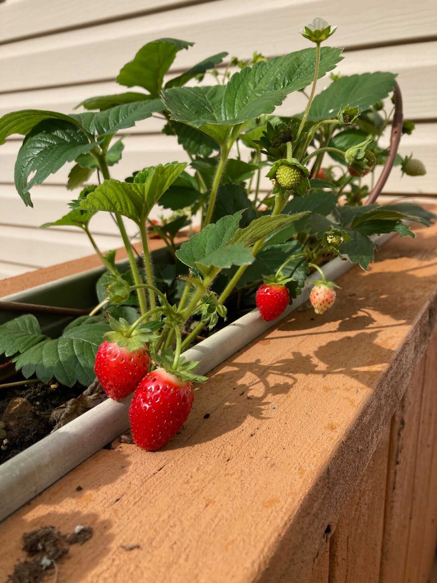 Building Photo - 3203 Trellis Ln