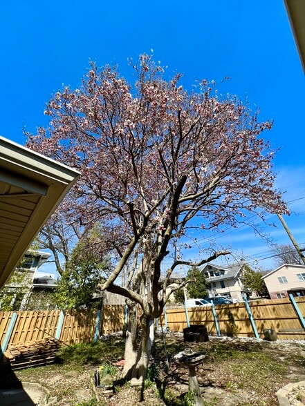 backyard tree - 614 N College Ave