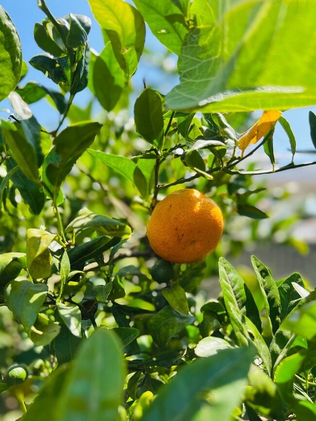 Building Photo - Single Family Home w/Garage, Yard, Fruit T...