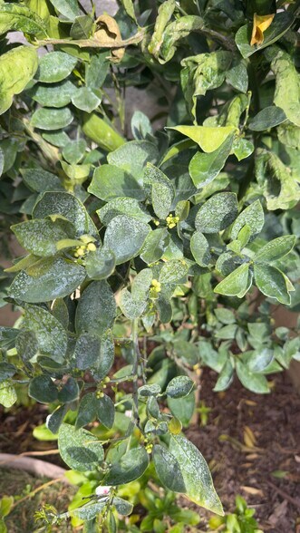 Building Photo - 27905 Crown Court Cir