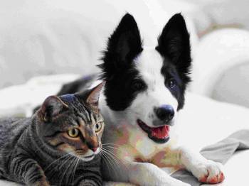 Building Photo - 246 Ashland Ave