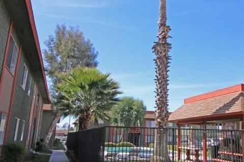 Courtyard-Pool Area - Date Palms 4