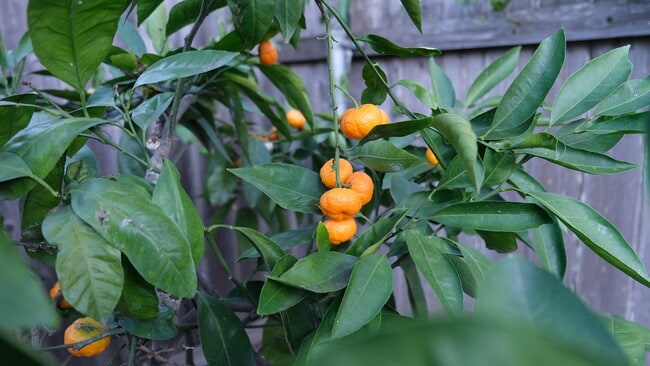 Building Photo - 509 Coronel Pl