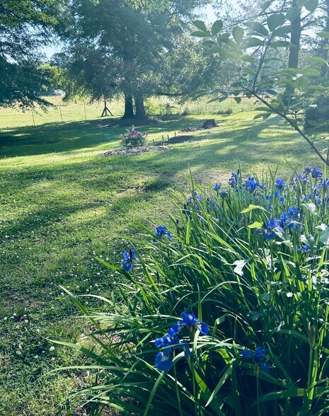 Lovely back yard - 4037 Hamilton Rd