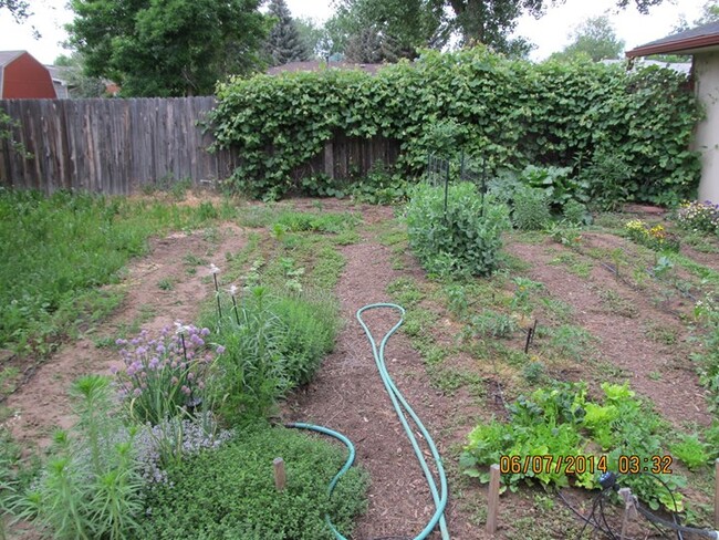 Vegetable garden with perennial herbs and reseeding arugula and salad mixes and more. - 28 James Circle