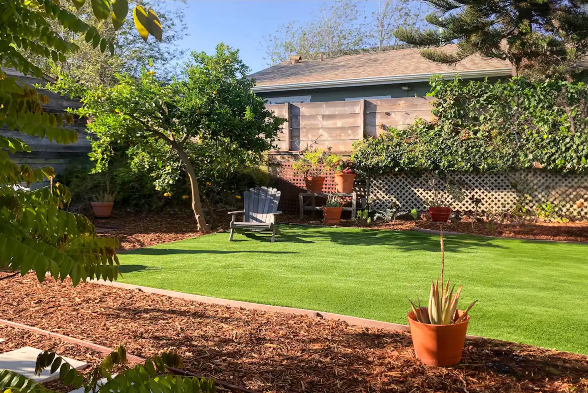 Backyard with lime, fig and other fruit trees - 829 Superba Ave